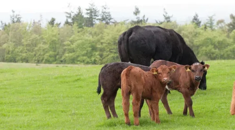 A Needed Dose Of Cuteness