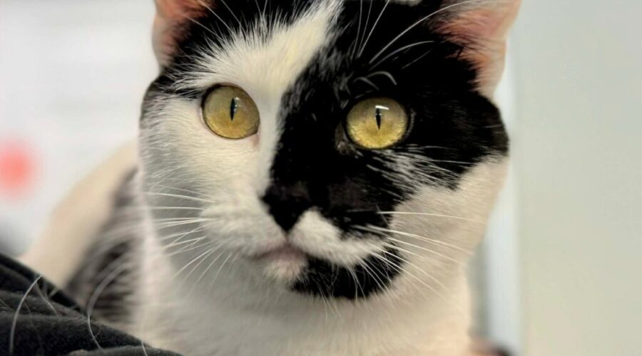 SHAID TREE ANIMAL SHELTER Adoptable of the Week : Solstice