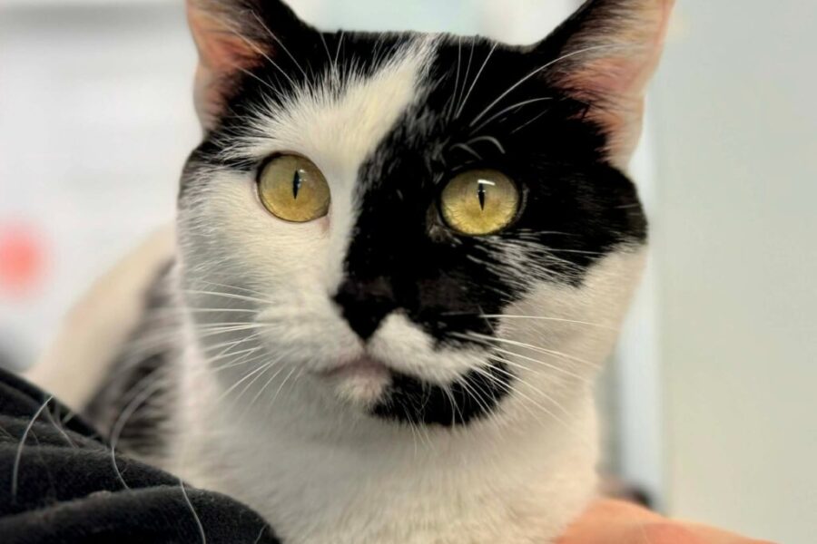 SHAID TREE ANIMAL SHELTER Adoptable of the Week : Solstice