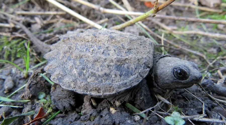 Look Out For Baby Snapping Turtle Hatchlings!
