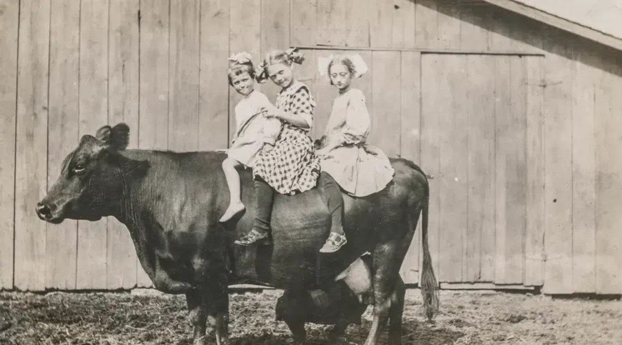 Can Any Animal Be Trained? Ghost, The World’s Smartest Cow Proves The Answer Is YES!