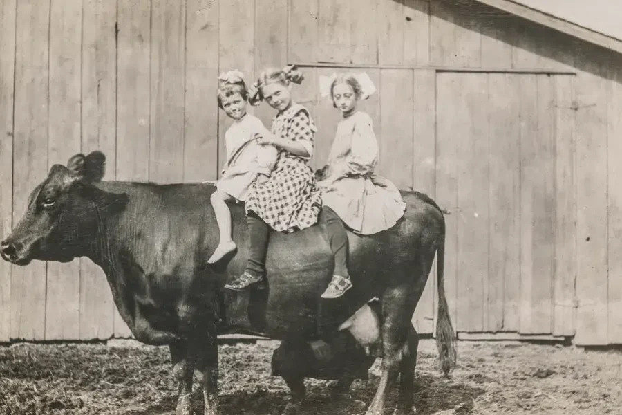 Can Any Animal Be Trained? Ghost, The World’s Smartest Cow Proves The Answer Is YES!