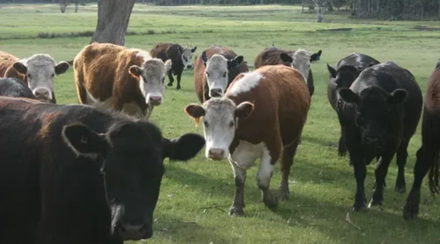 COWS – A Bovine Blog