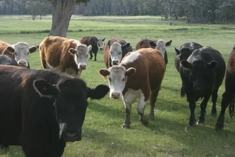 COWS – A Bovine Blog