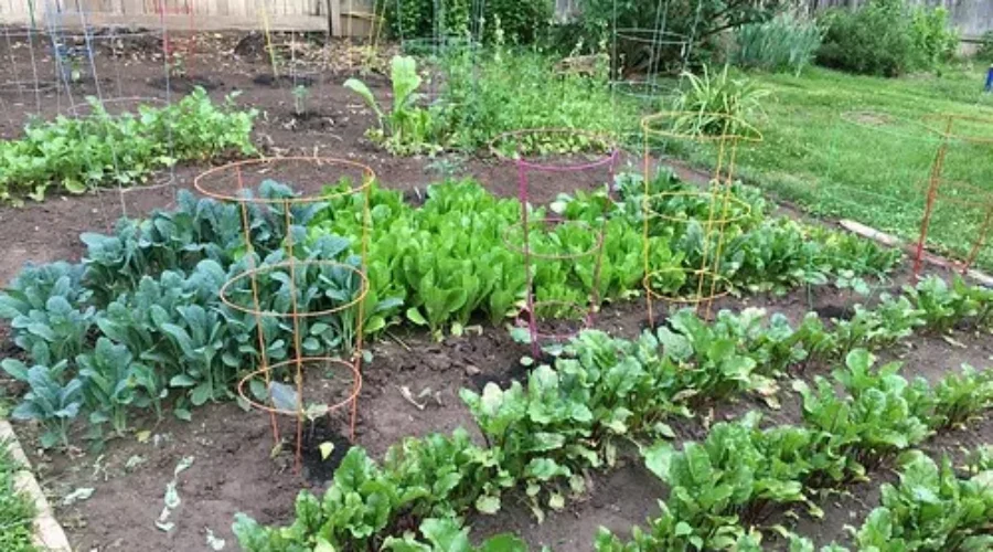 Grow In The Glow – How To Keep Your Garden Growing In Hot Sunny Weather