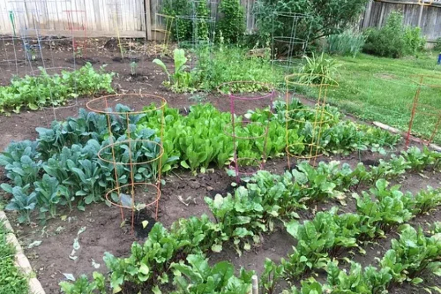 Grow In The Glow – How To Keep Your Garden Growing In Hot Sunny Weather