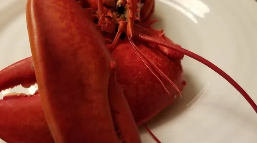 LOBSTER – Tasty Treats Are In The Pots Again
