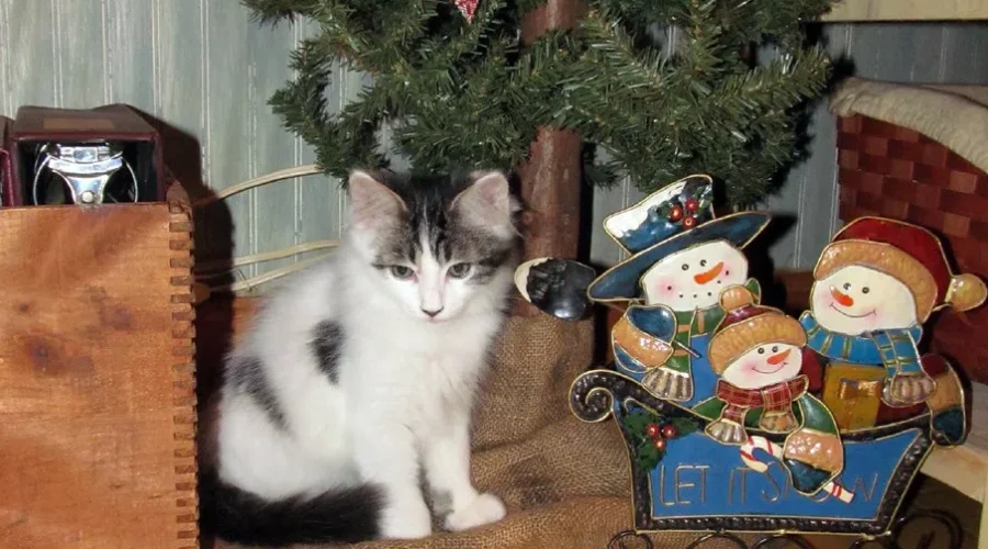 How To Deal With Your Pet’s Christmas Tree Drinking Problem