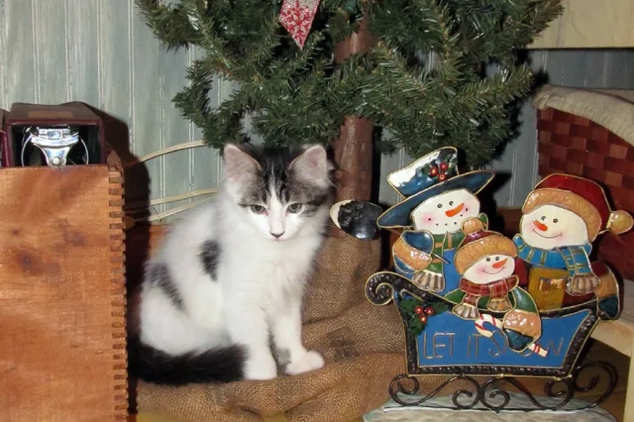 How To Deal With Your Pet’s Christmas Tree Drinking Problem