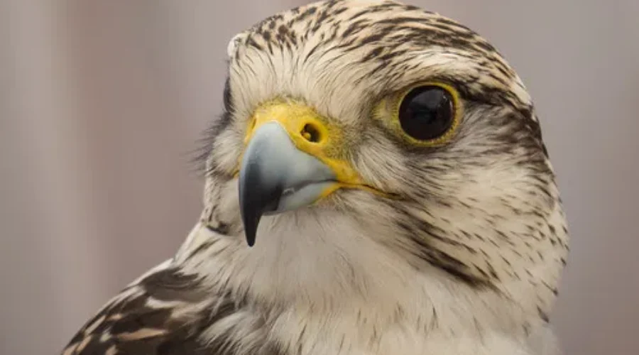 Keep A Look Out For Our Feathered Friends. Teddy May Have Tuckered Them Out!