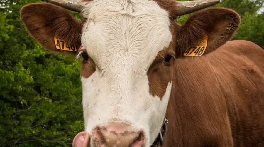 MMMMM, It’s Cow Appreciation Day, MOOOO!