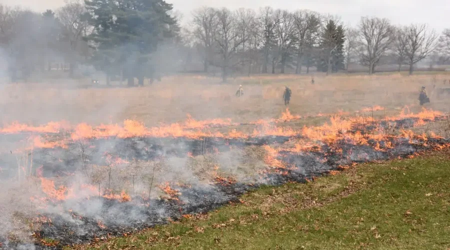 Is Burning Best For Green Grass??