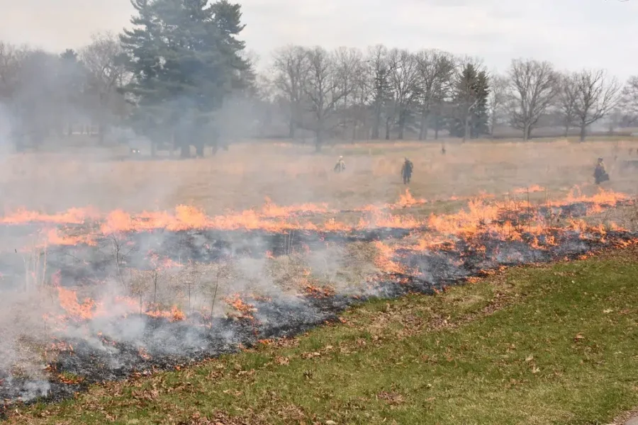 Is Burning Best For Green Grass??