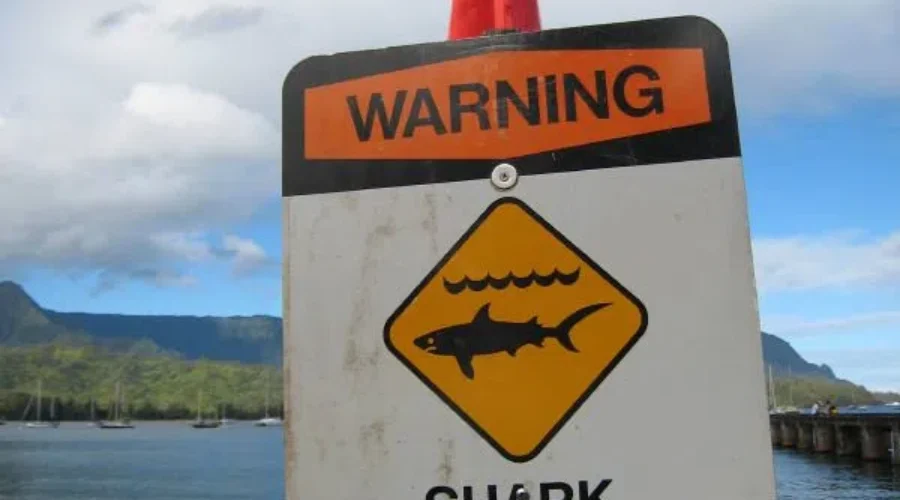 SHARK!! Find The Sharks In Our Neighborhood. Here Fishy, Fishy…