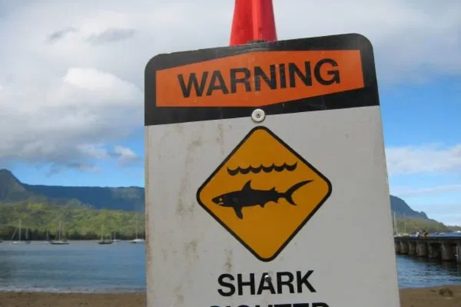 SHARK!! Find The Sharks In Our Neighborhood. Here Fishy, Fishy…