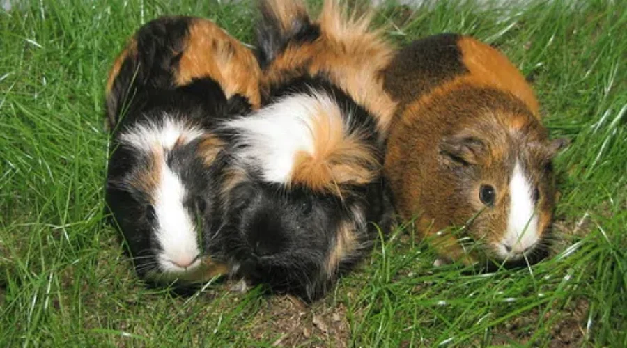 Tiny Costumes for Guinea Pigs, May Be The Cutest Thing You’ll See This Halloween