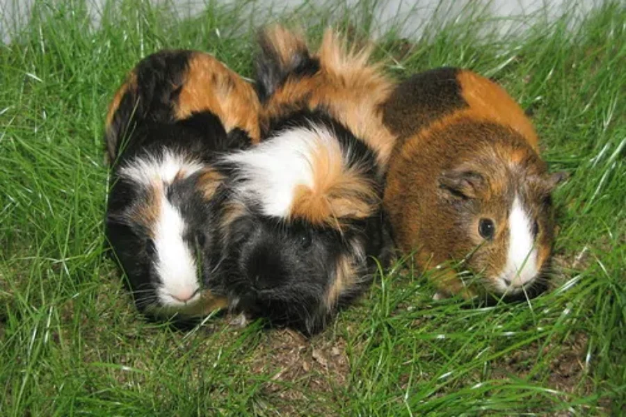 Tiny Costumes for Guinea Pigs, May Be The Cutest Thing You’ll See This Halloween