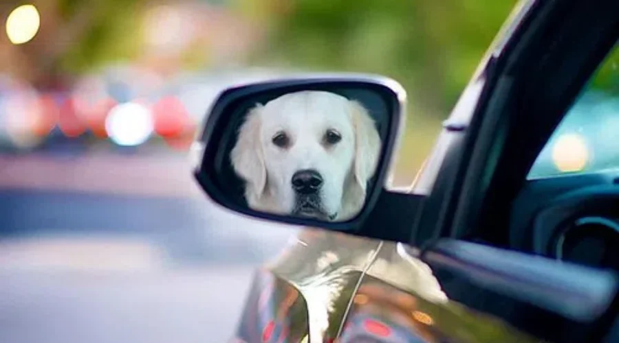 With Hot Temps On The Rise…Here’s What You Should Do If You See A Pet In A Hot Car!