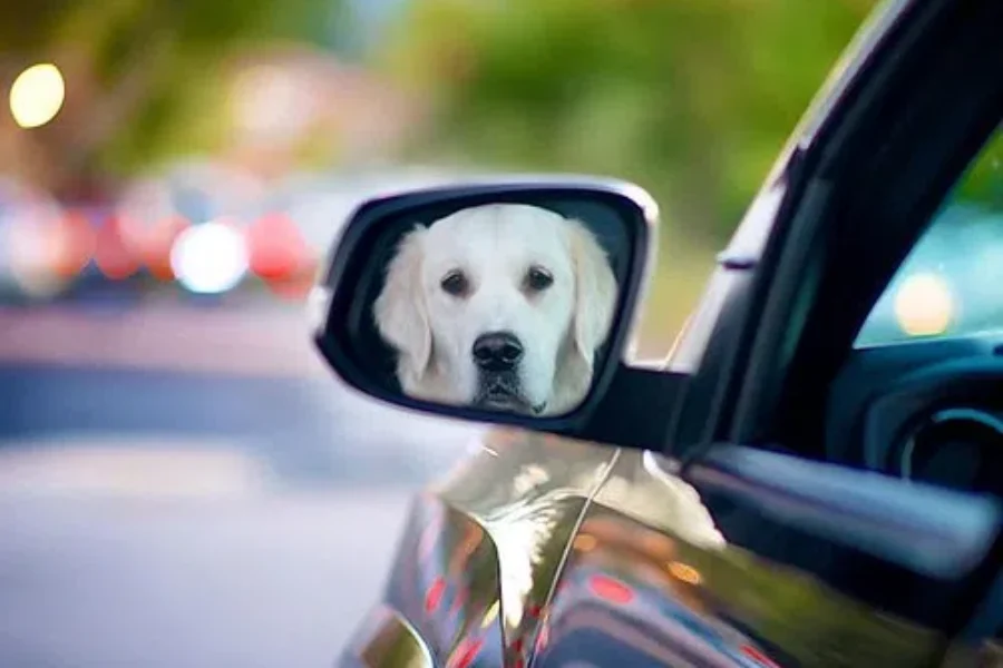 With Hot Temps On The Rise…Here’s What You Should Do If You See A Pet In A Hot Car!