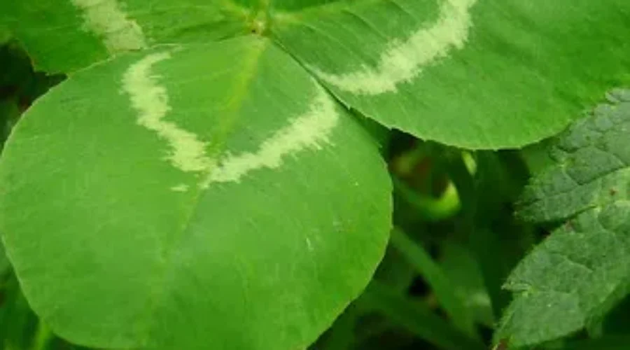 May The Luck Of The Irish Be With Ya