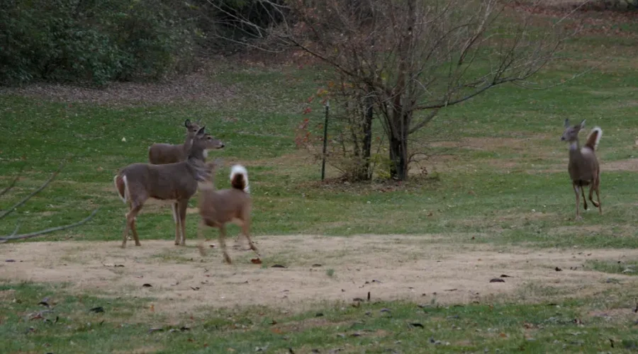 OH DEER, What Can We Do??