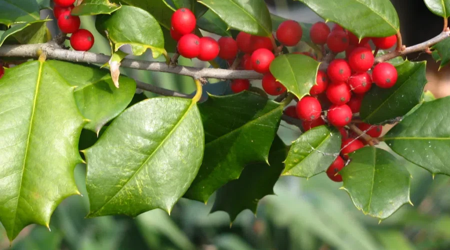 Get Ready For A “CMA Country Christmas”!! Here’s All the Details On the Upcoming TV Special!!