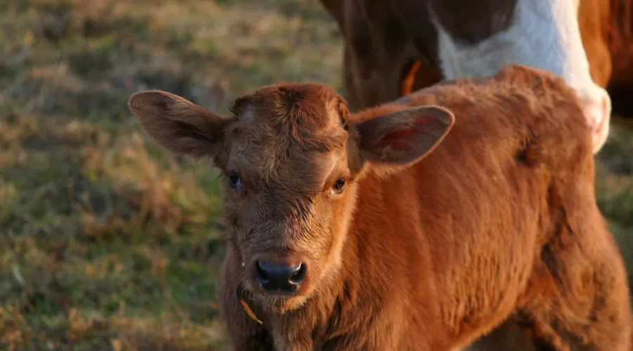 Spring Has Sprung, I See and Hear The Signs