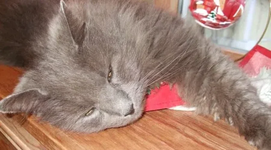 Another Busy Weekend Around The House, It’s Not ALL Bad.