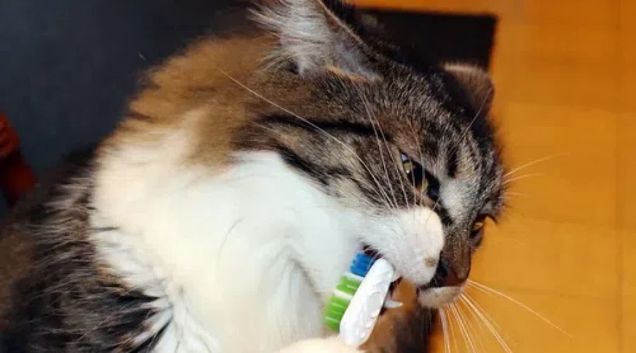 I Need A Distraction From Everything!