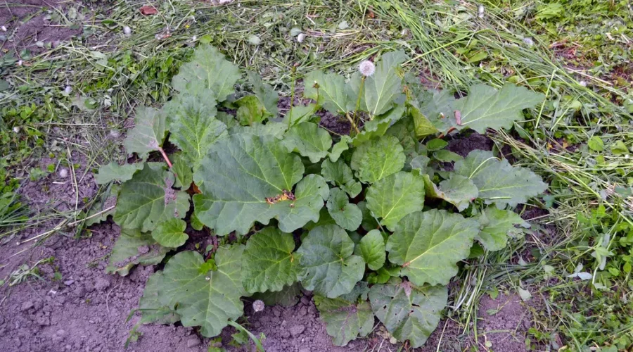 Prepare For A Flood Of Rhubarb!
