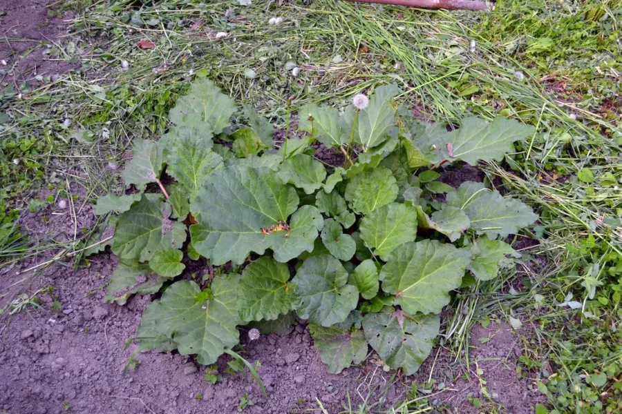 Prepare For A Flood Of Rhubarb!