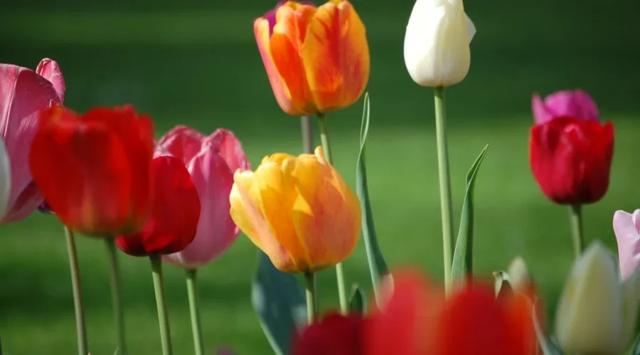 Find The Bunnies Hidden Across Woodland Gardens