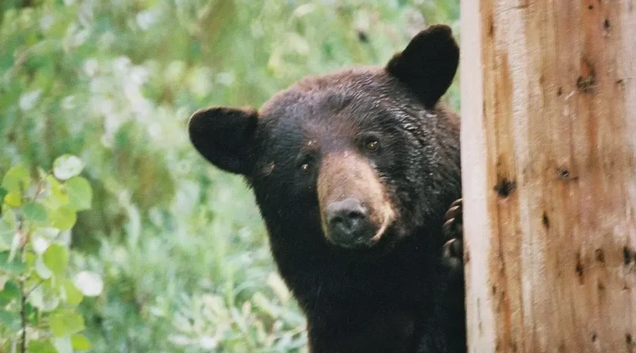 The Bear Necessities – What To Do When A Bear Is “Right There”