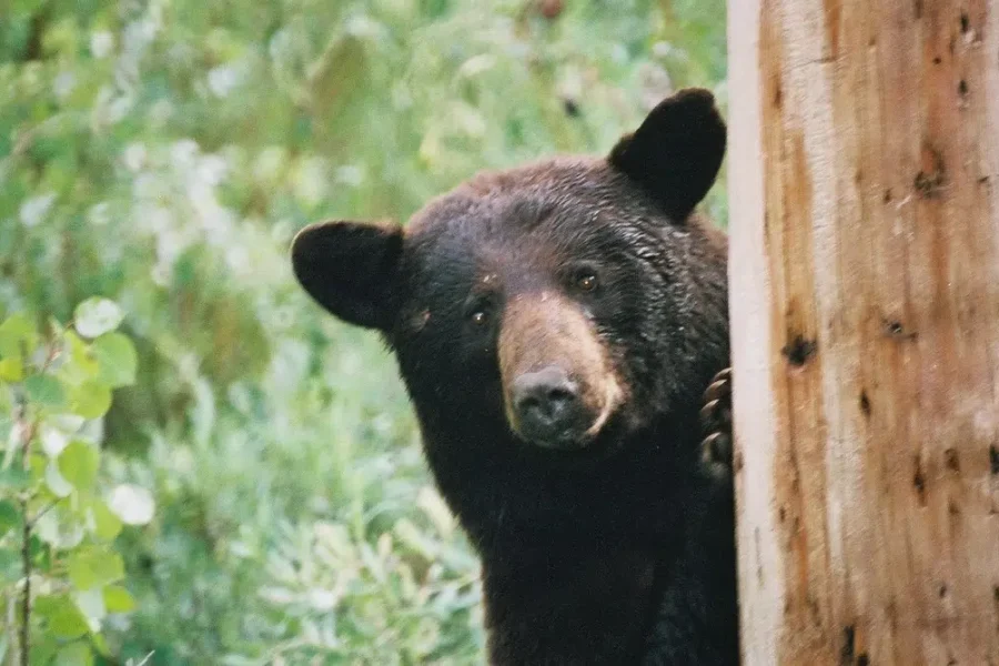 The Bear Necessities – What To Do When A Bear Is “Right There”