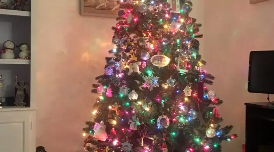 Christmas Trees – Shortages Might Be Here To Stay.