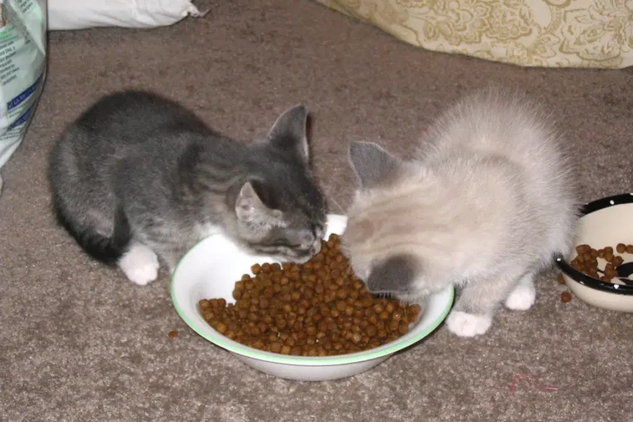 Cat Food Recall