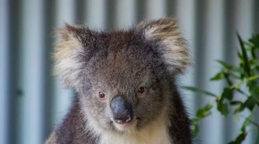 WATCH: Koalas Returning Home After Australian Wildfires.
