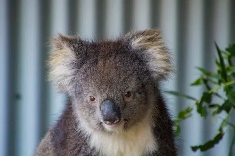 WATCH: Koalas Returning Home After Australian Wildfires.
