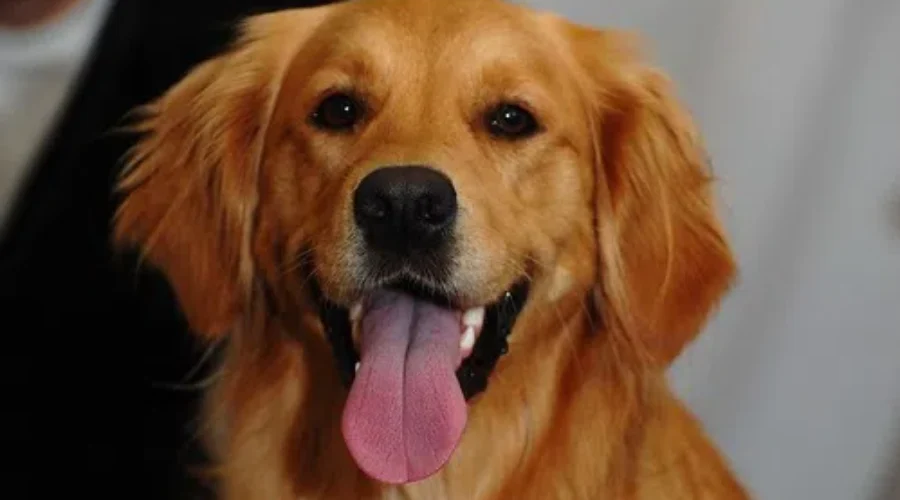 If You Prefer Dogs Over Cats…It Says Alot About YOU!!