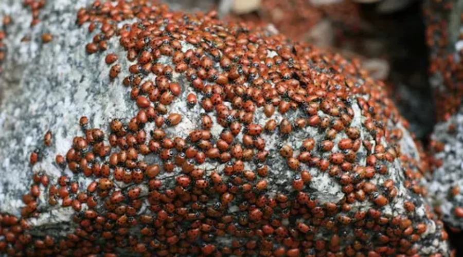 How To Beat The Beetles