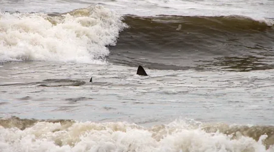 Everything Is Enjoying The Beautiful Water