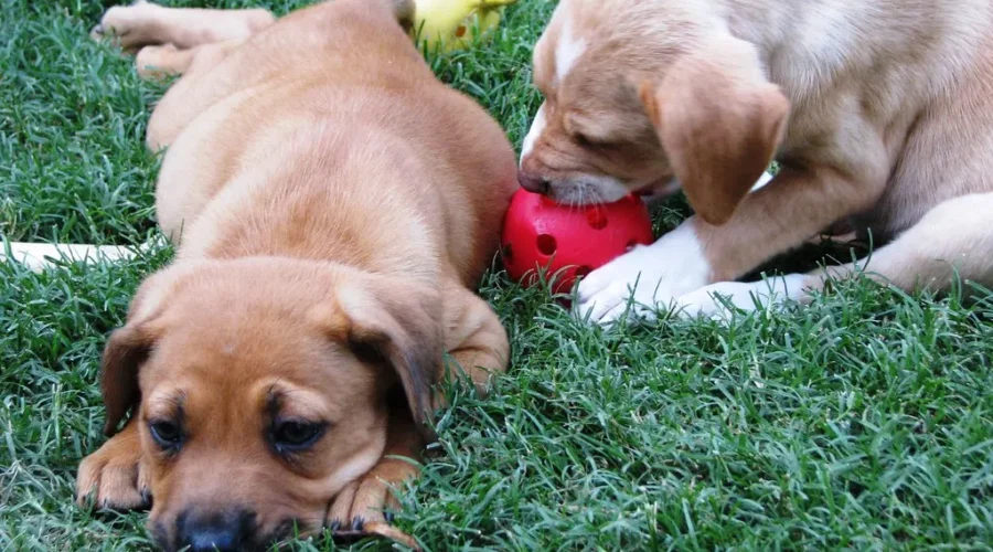 Top Puppy Names Of 2021!! Does Your Pup Have One Of These Names?