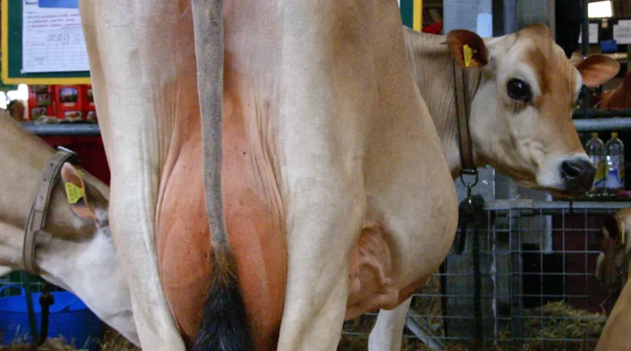 This Could Be A Smelly Solution For High Fuel Costs