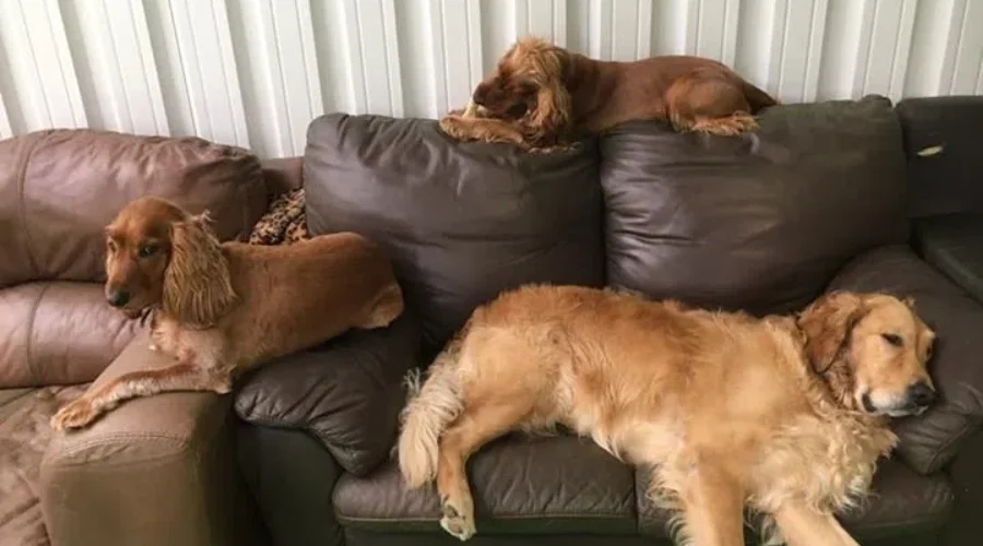 Is Your Dog The Most Popular Breed In Nova Scotia?