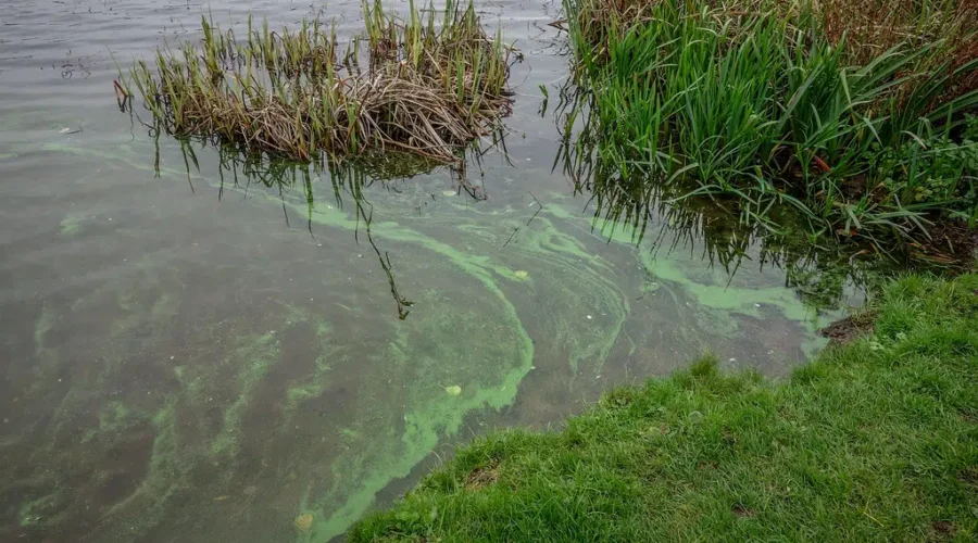 Potentially dangerous blue-green algae reported in Lunenburg And Queens County