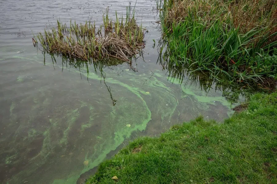 Potentially dangerous blue-green algae reported in Lunenburg And Queens County