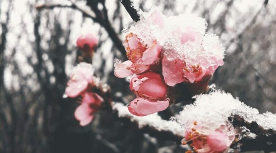 Why “False Spring” Tricks Us Every Year