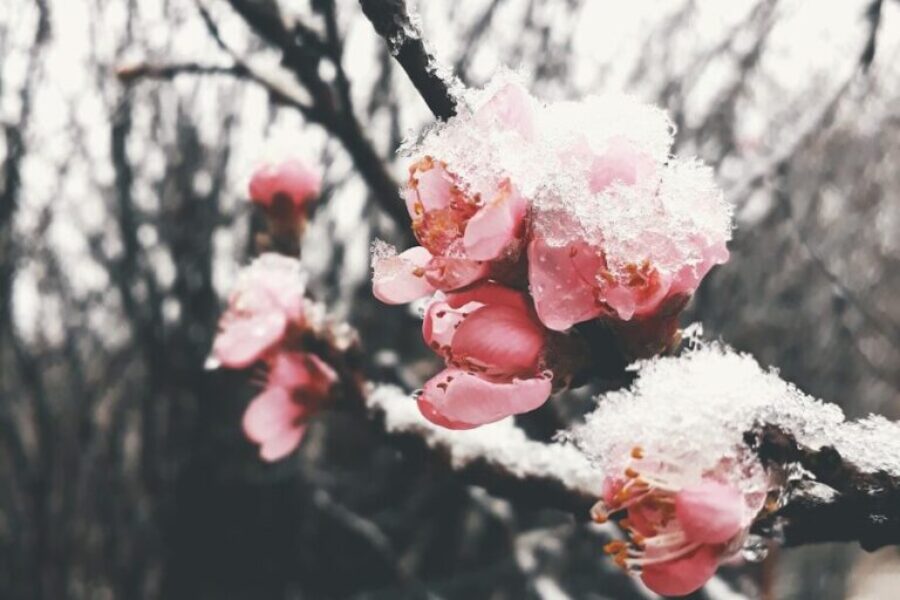 Why “False Spring” Tricks Us Every Year