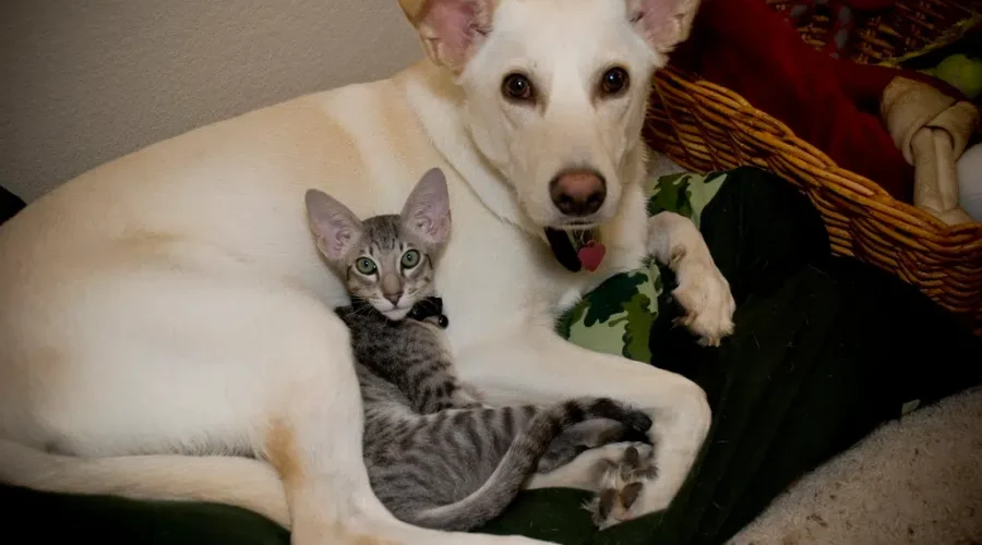 Puppies And Kitties Are Both Celebrated Today