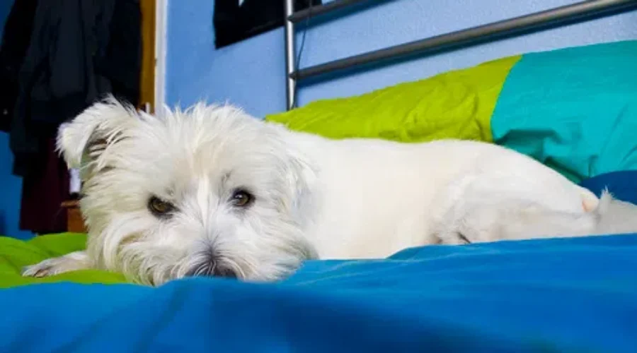 Dog Tests Positive For CoVid-19 In Canada